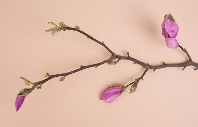 Why Fresh Flowers Make Every Moment Special