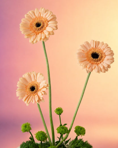 Gerbera Grace flower centerpiece with cheerful pink gerberas in a moss base from Whimsy Flowers Abu Dhabi.