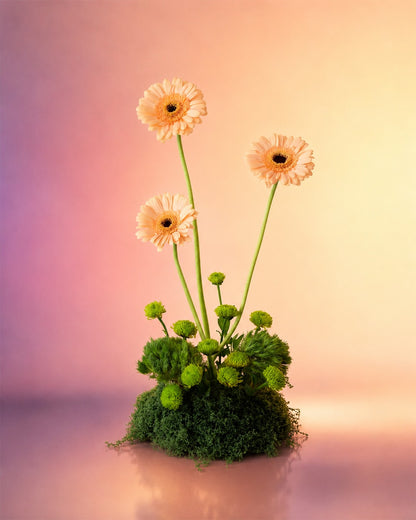 Gerbera Grace flower centerpiece with cheerful pink gerberas in a moss base from Whimsy Flowers Abu Dhabi.