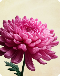 Chrysanthemum