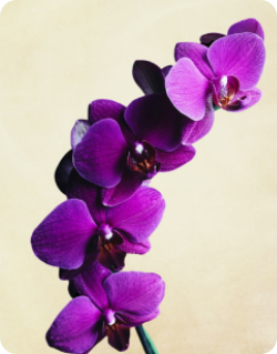 Orchid