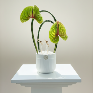 Emerald Anthurium Grace